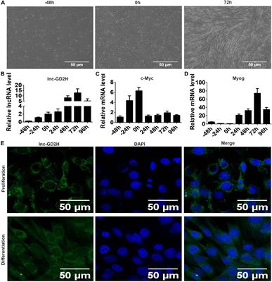 Lnc-GD2H Promotes Proliferation by Forming a Feedback Loop With c-Myc and Enhances Differentiation Through Interacting With NACA to Upregulate Myog in C2C12 Myoblasts